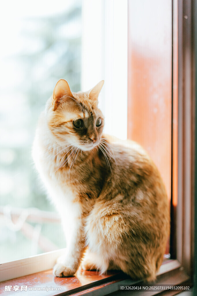 窗边猫咪凝望远方