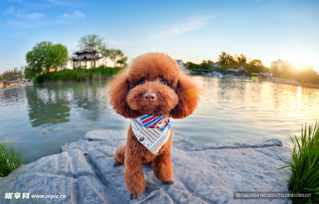 湖畔可爱贵宾犬