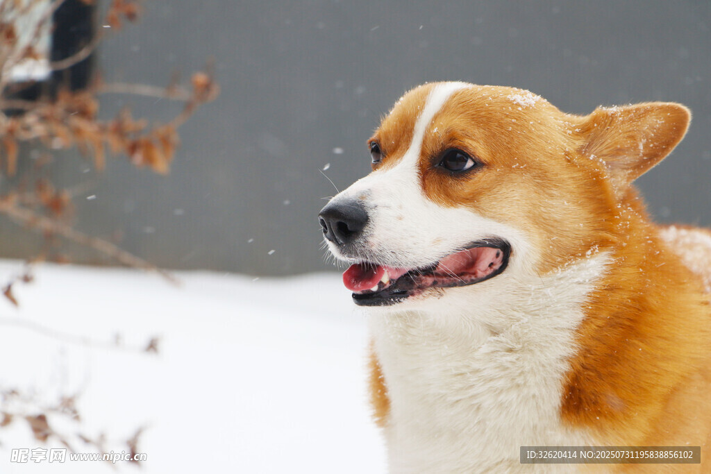 雪地里欢快的柯基犬