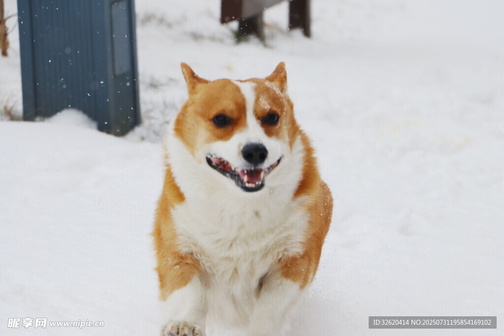 雪地中欢快奔跑的柯基犬