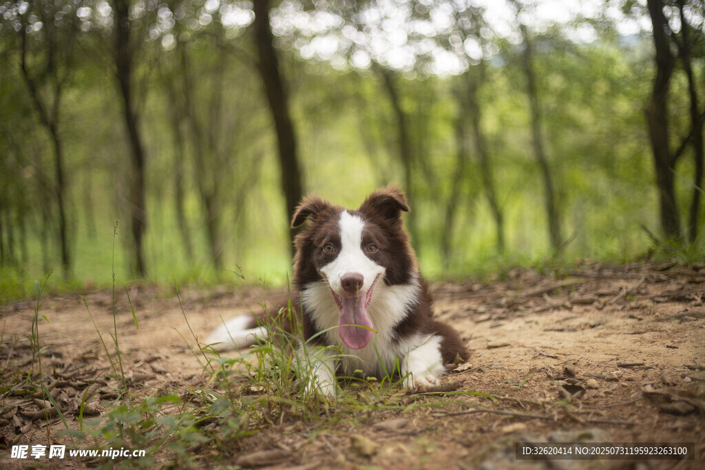林间休憩的边牧犬