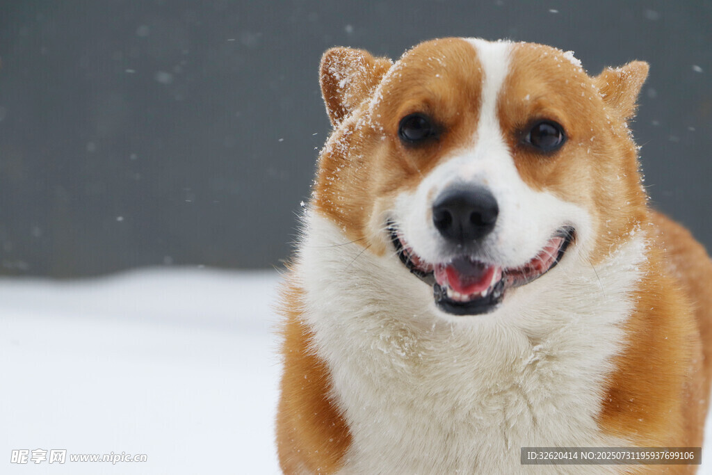 雪地中的快乐柯基犬