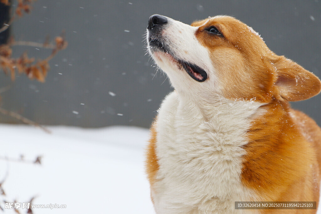 雪中仰头的可爱柯基犬