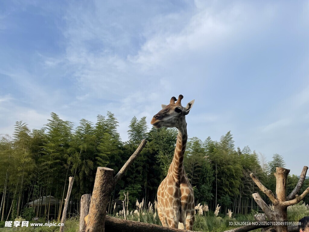 户外长颈鹿