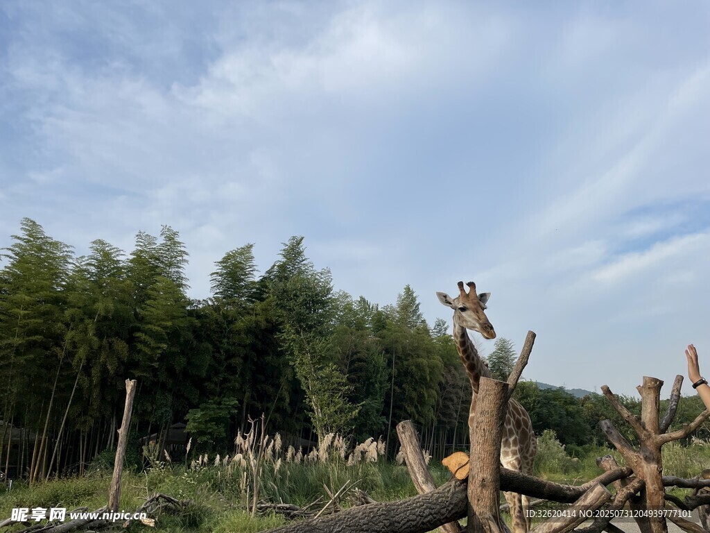 户外长颈鹿