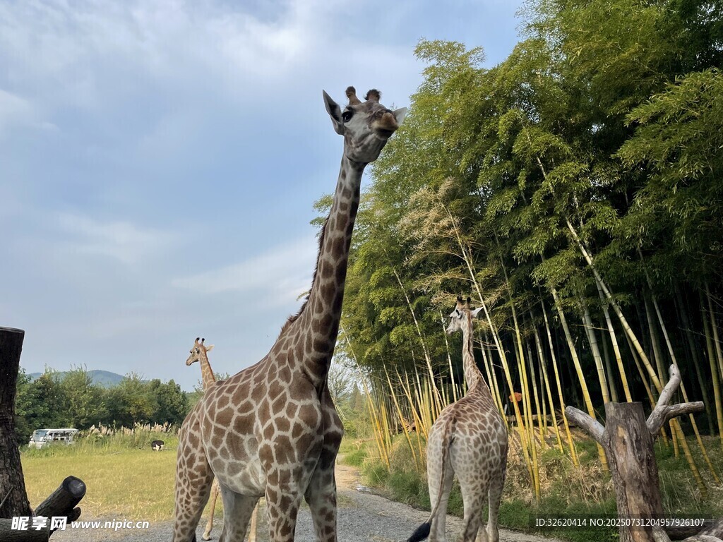 户外长颈鹿等动物雕塑景观