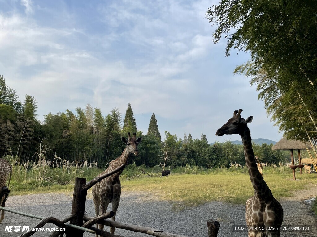 户外长颈鹿雕塑景观