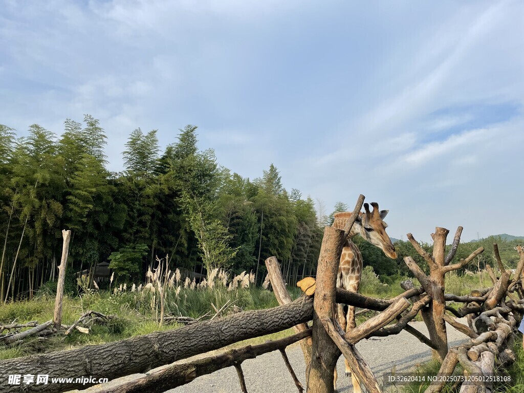 户外长颈鹿 自然景致