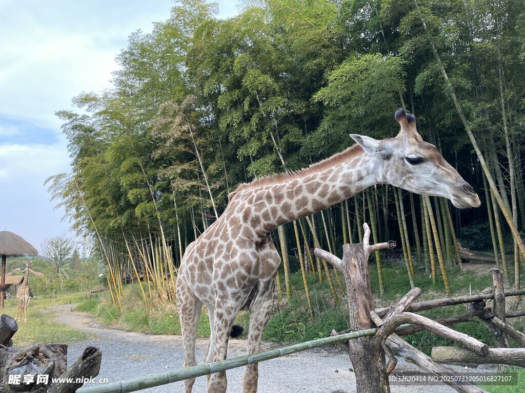 长颈鹿于竹林边悠然进食