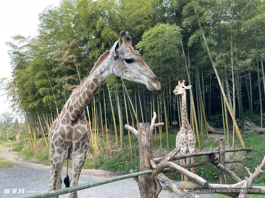 长颈鹿在竹林边互动