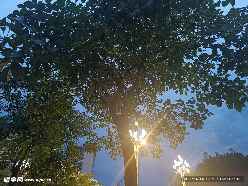 夜幕下的树木与路灯
