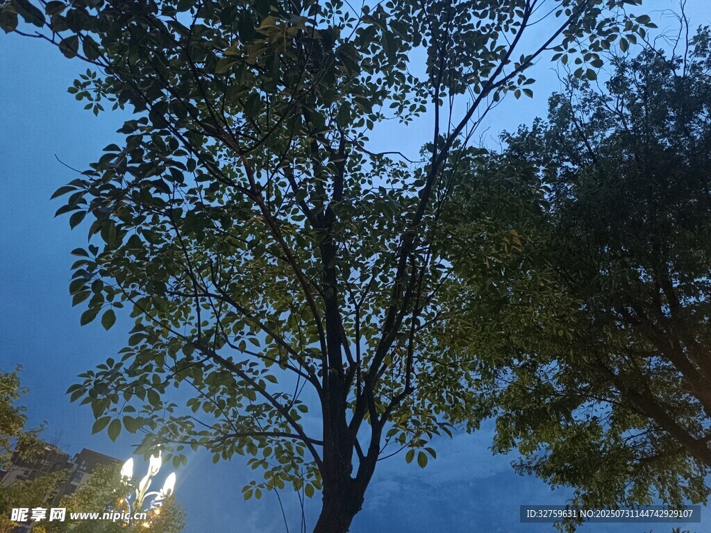 夜幕下的树木剪影