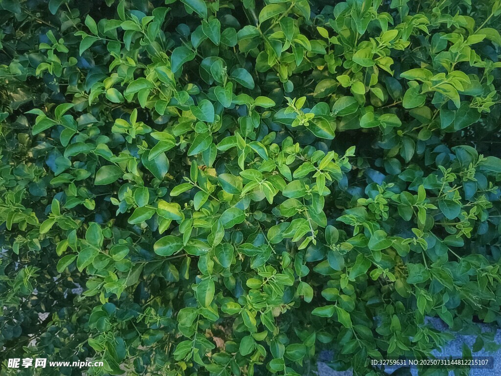 翠绿繁茂的植物墙