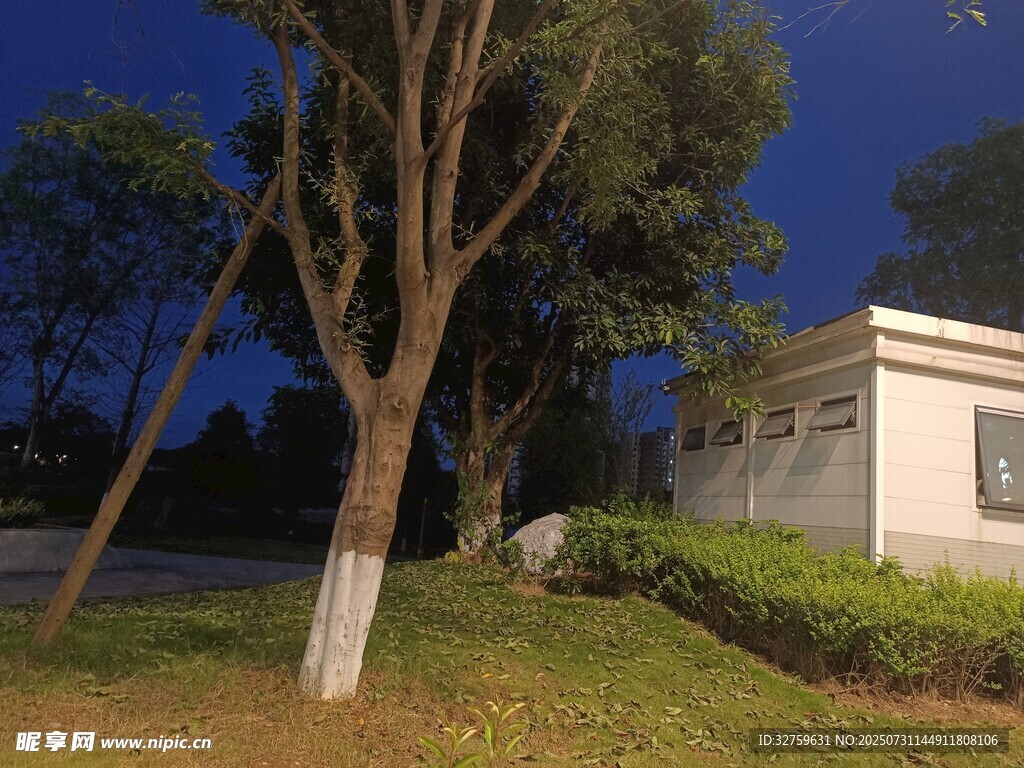 夜色中的树木与建筑