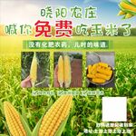 喷药富硒玉米免费啦