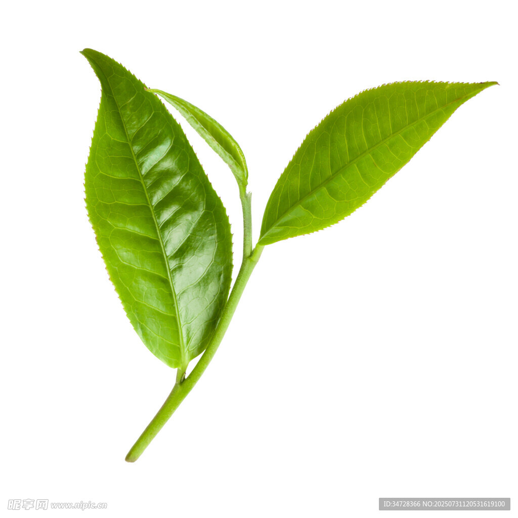 鲜嫩茶叶枝