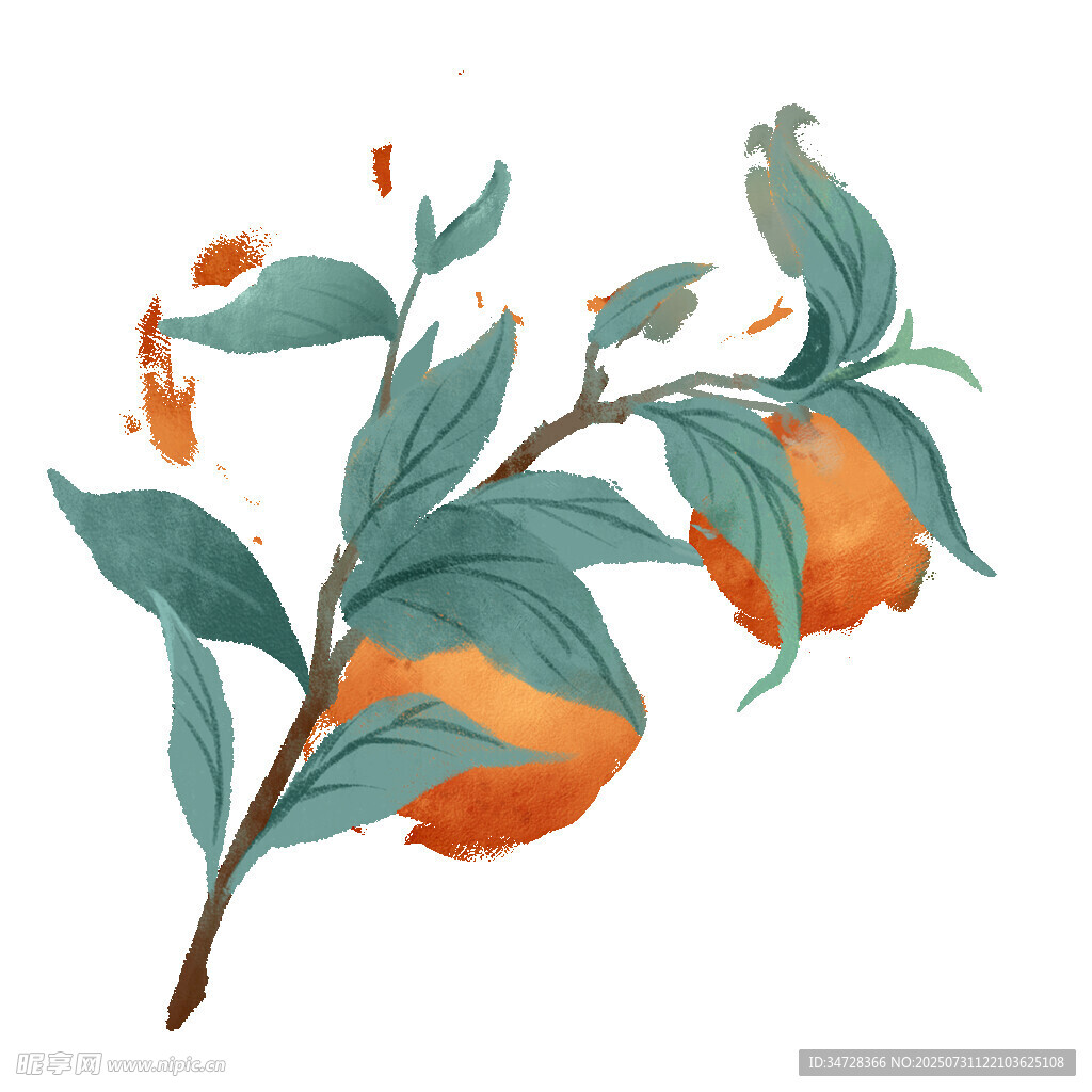 枝头橙果绿叶插画
