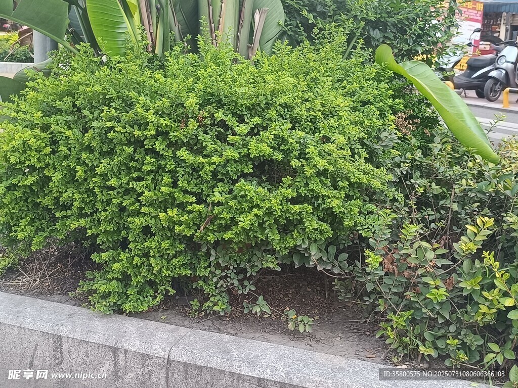 路边翠绿繁茂的灌木丛
