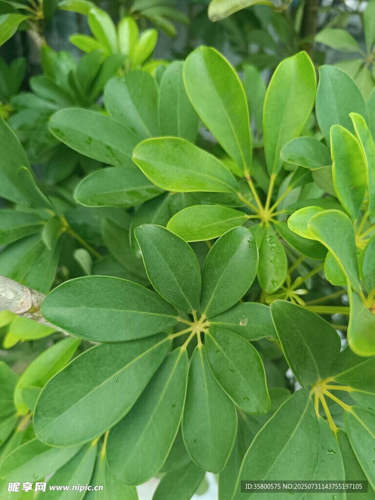 翠绿繁茂的绿植叶片
