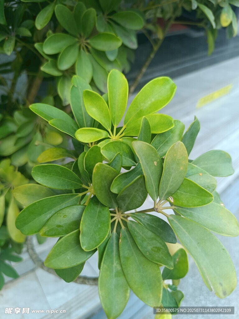 翠绿繁茂的绿植叶片