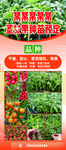 蔬菜幼苗种植培育指南