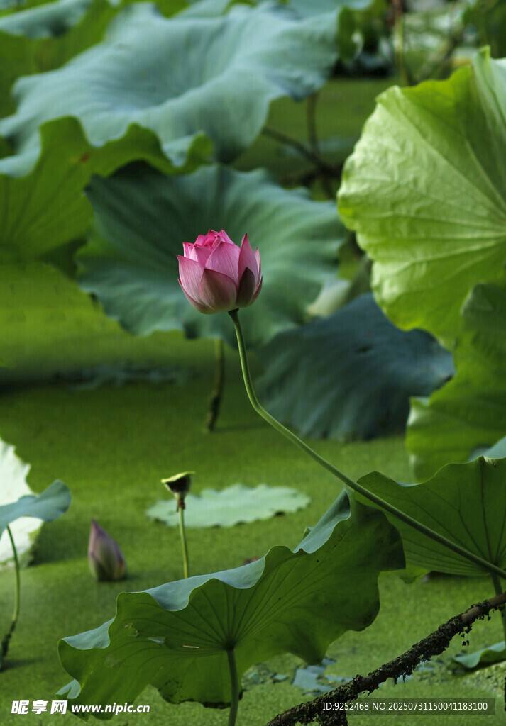 荷花苞