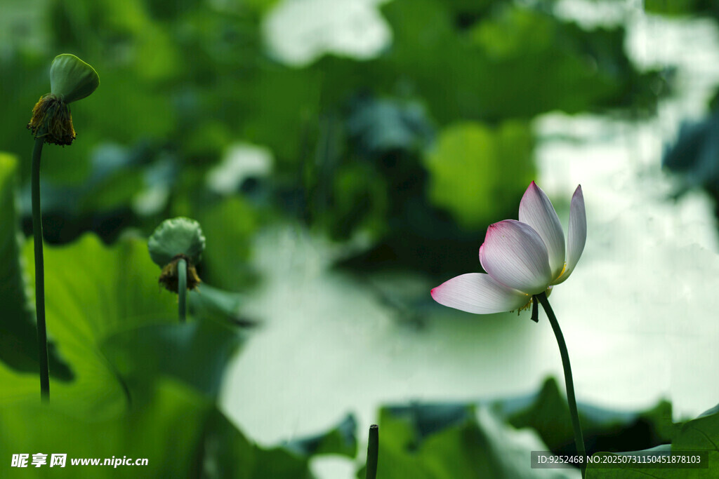  荷花