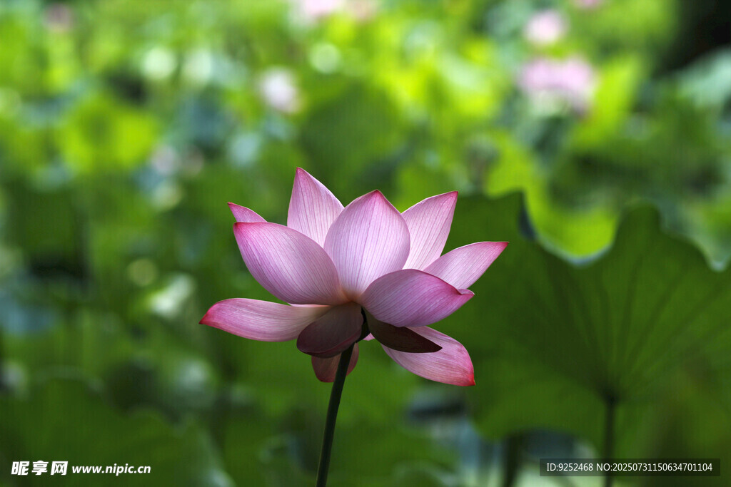 莲花 