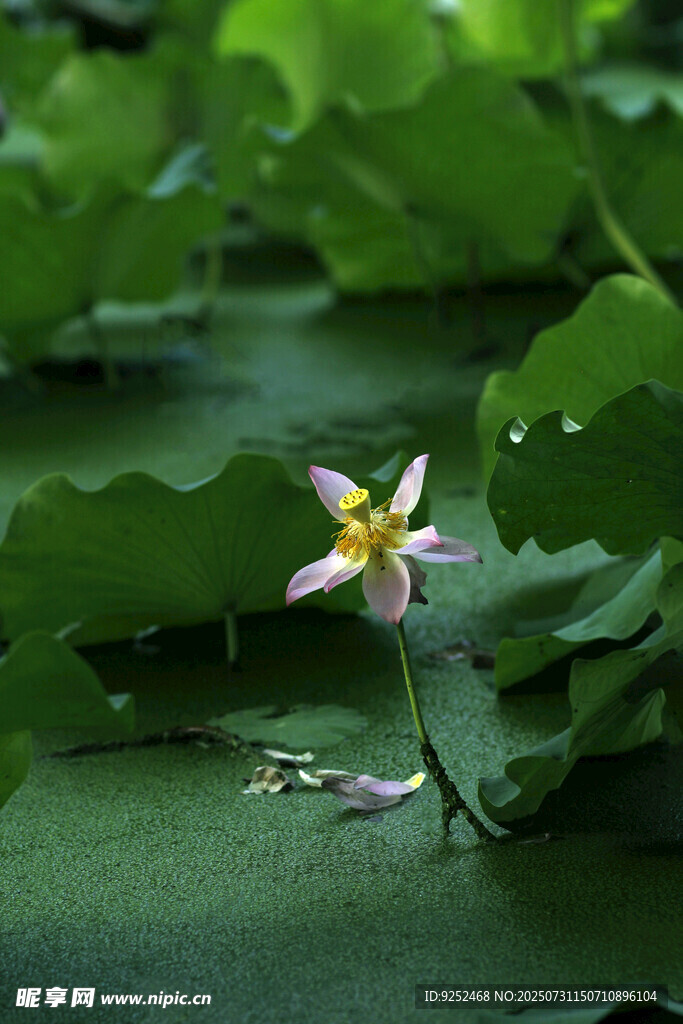 红荷