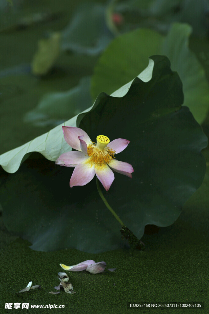 莲花 