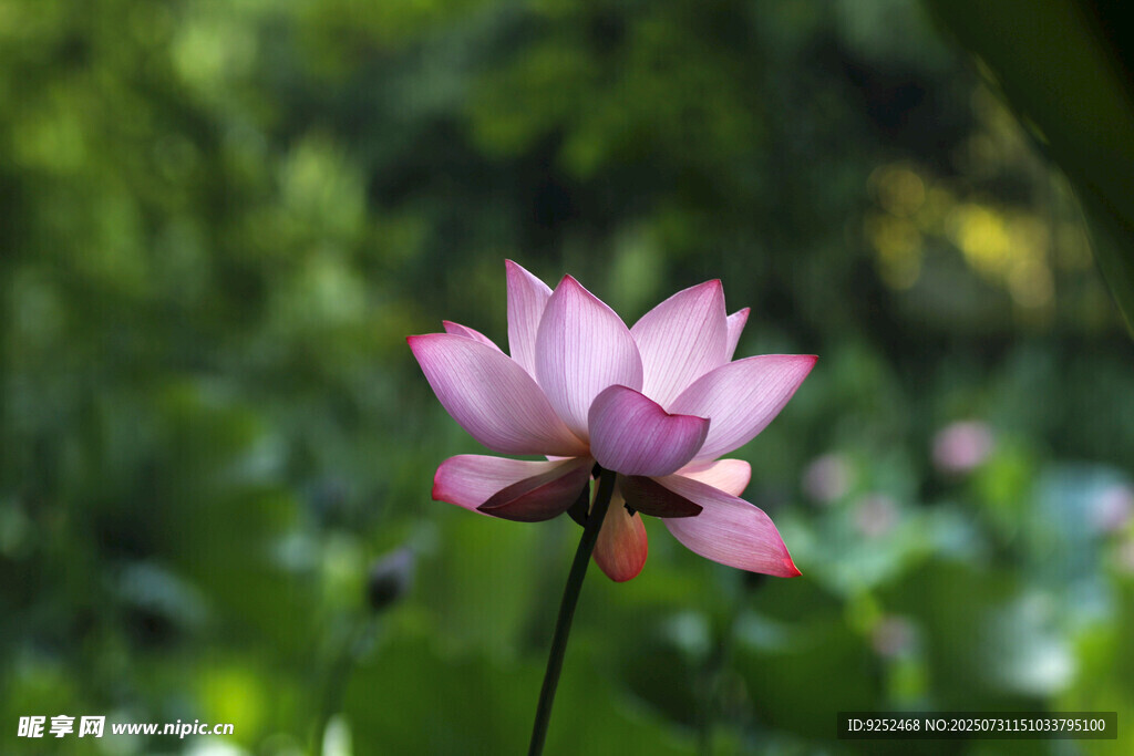 芙蓉 