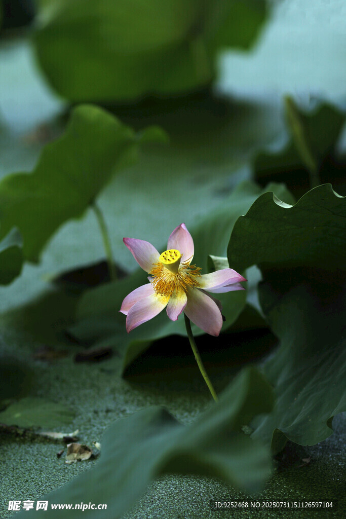 莲花 