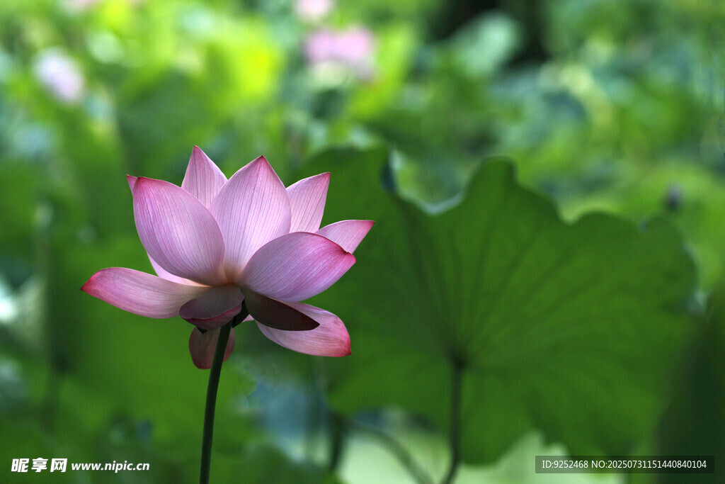  荷花