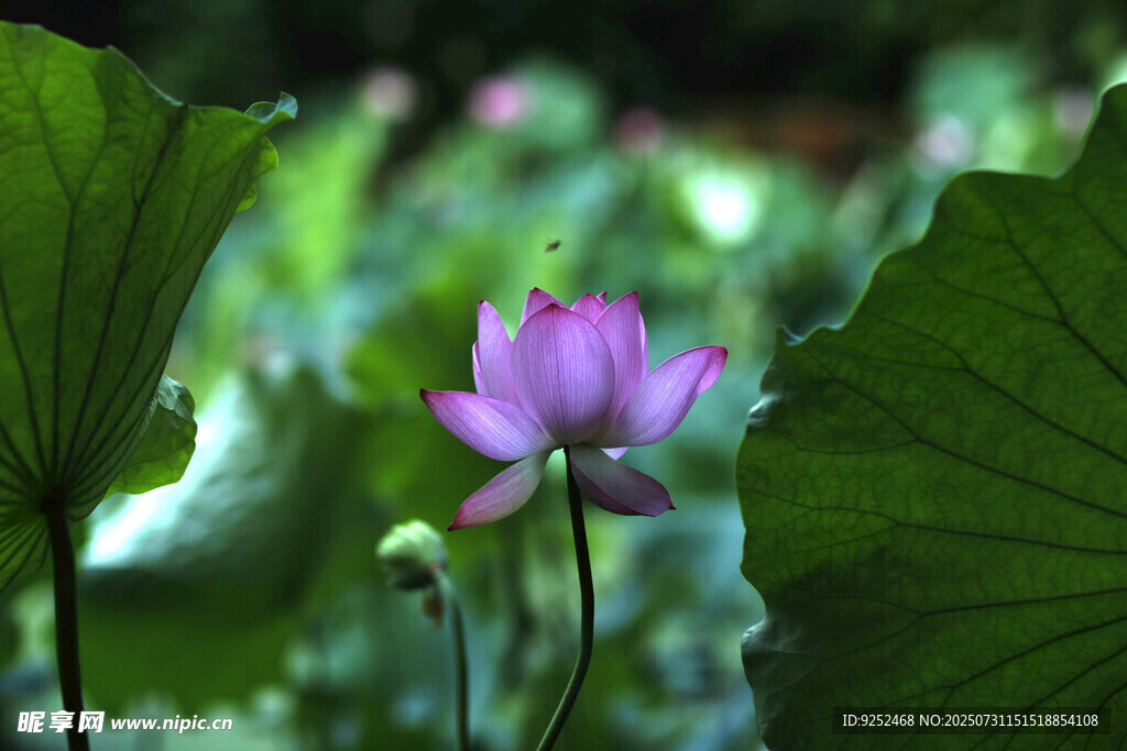  莲花 