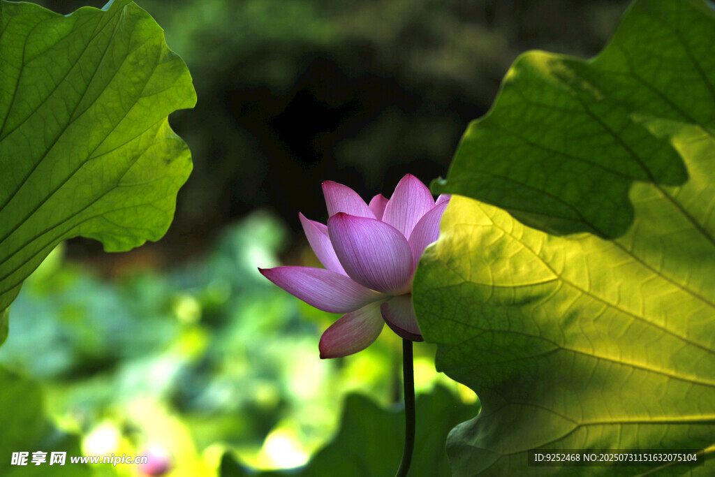  荷花