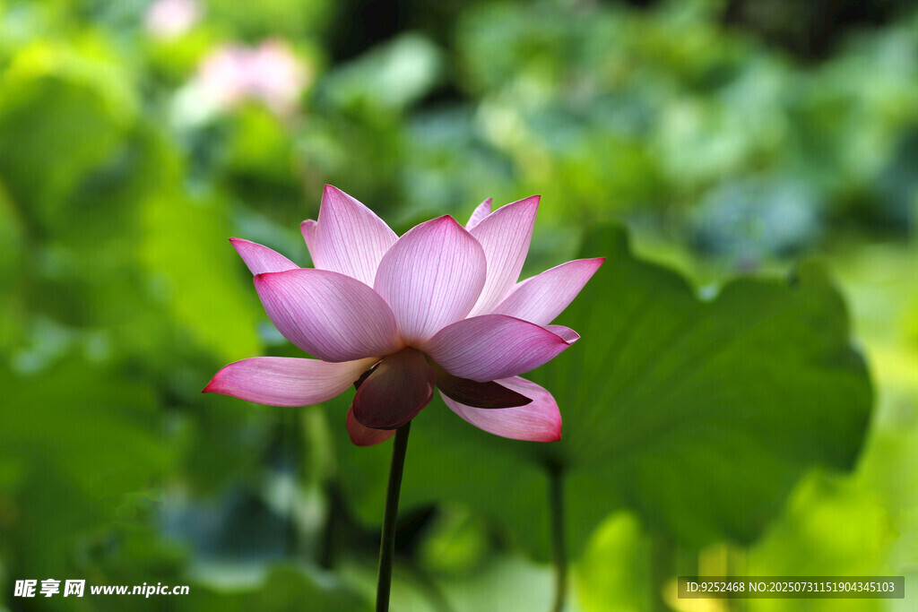  粉色荷花
