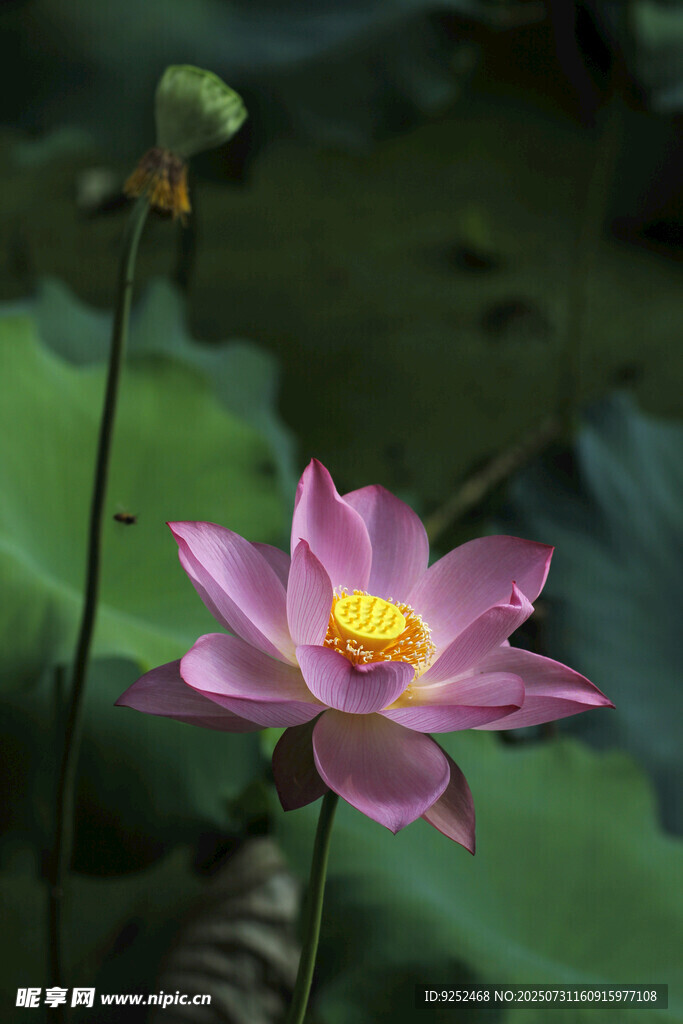 红色荷花 