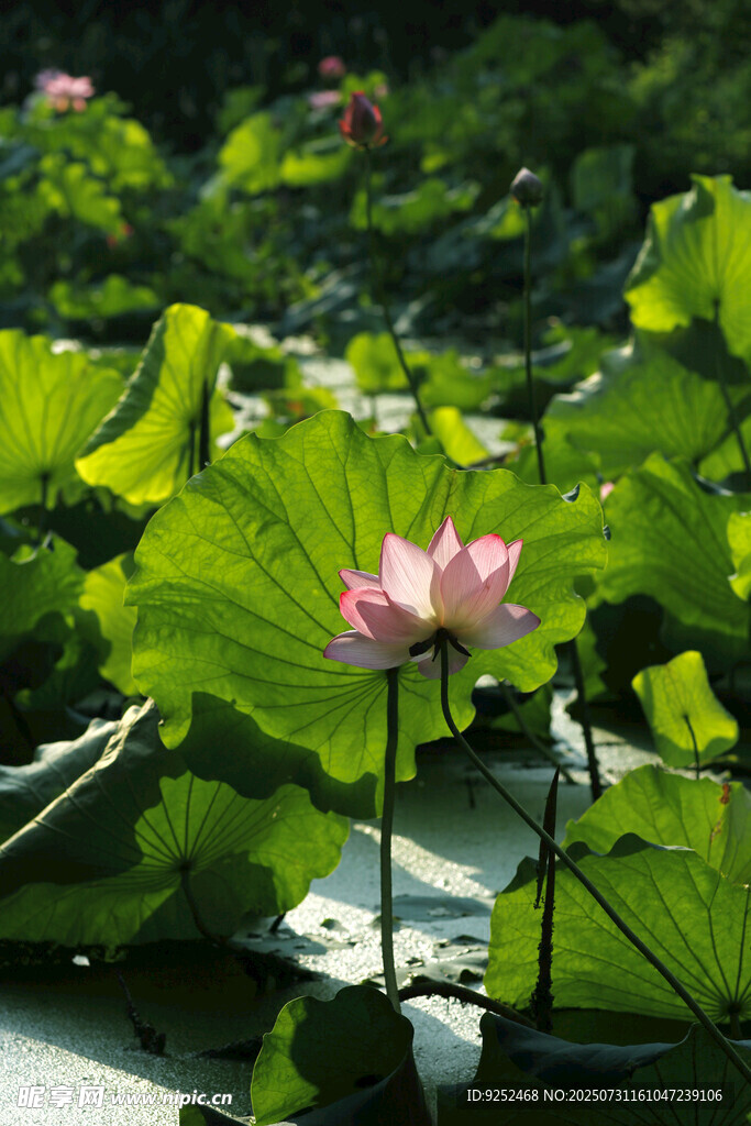 红色荷花 