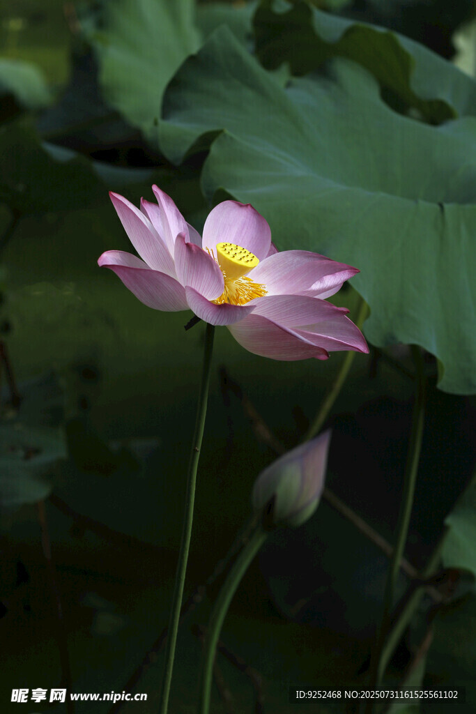  莲花