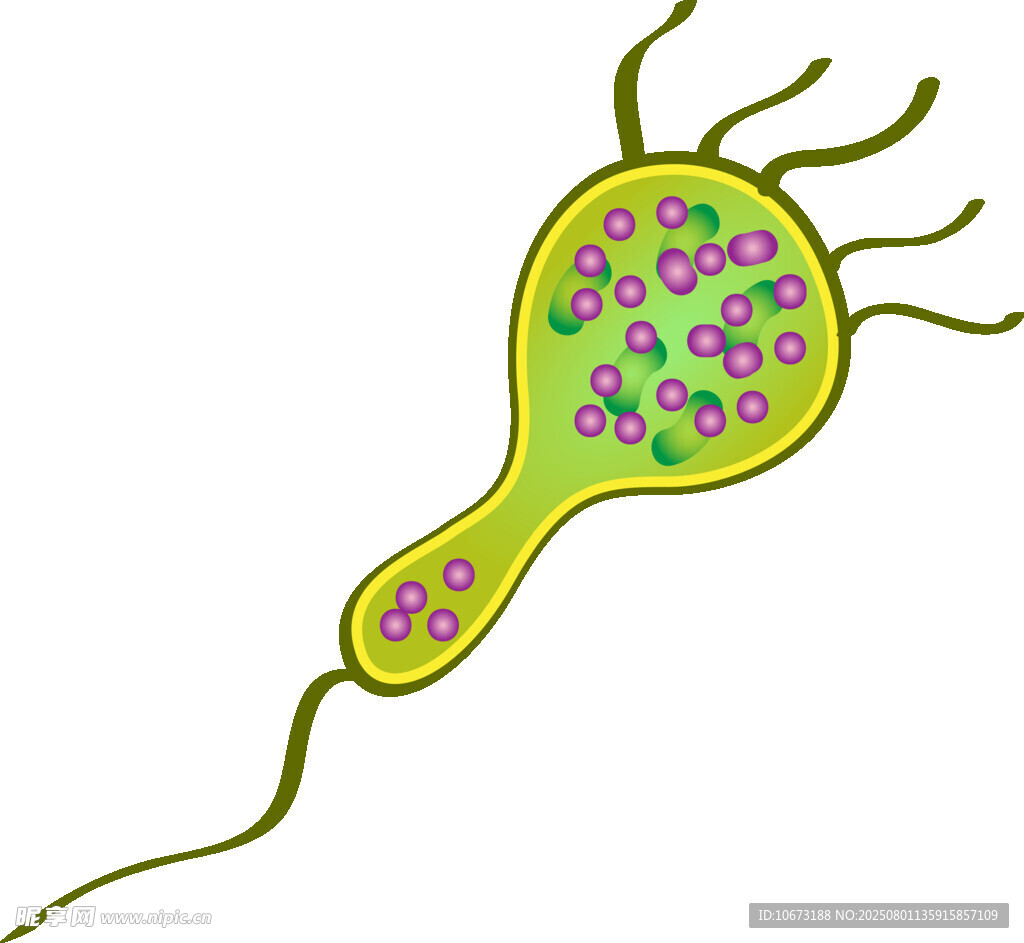 黄色带刺微生物图示