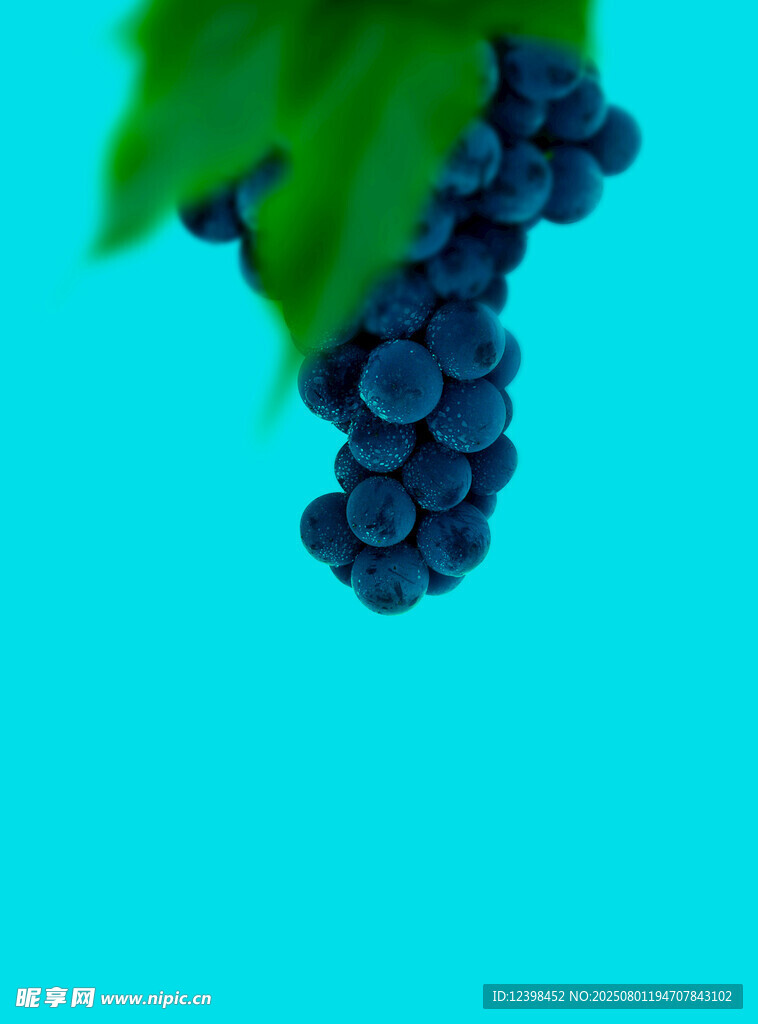 葡萄