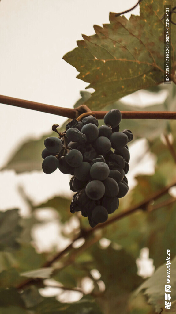 葡萄