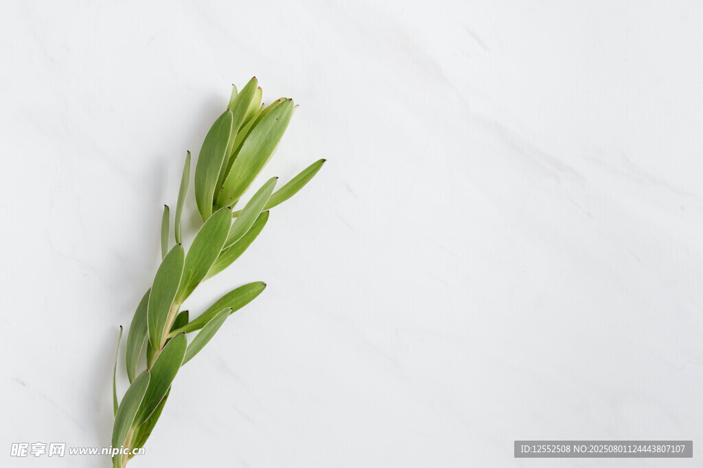 一枝翠绿植物