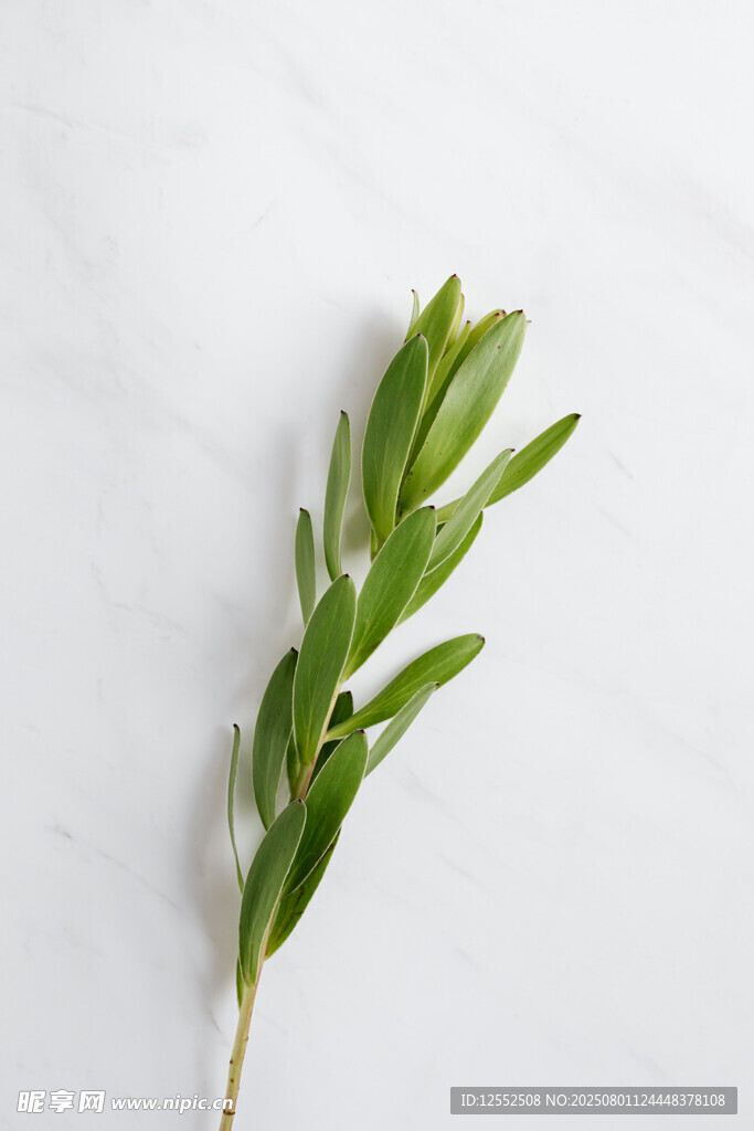 一枝翠绿的植物枝叶