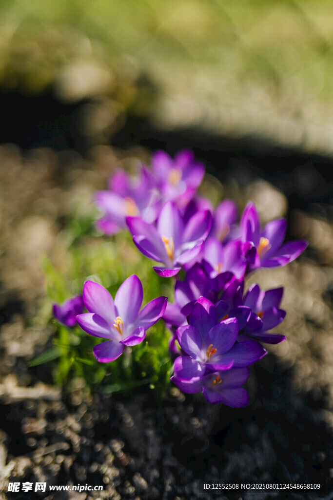 紫色番红花