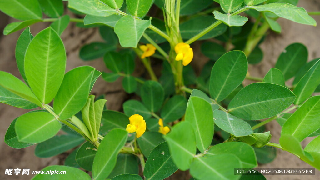 花生植株上的黄色小花