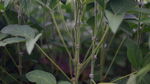 绿叶植物特写