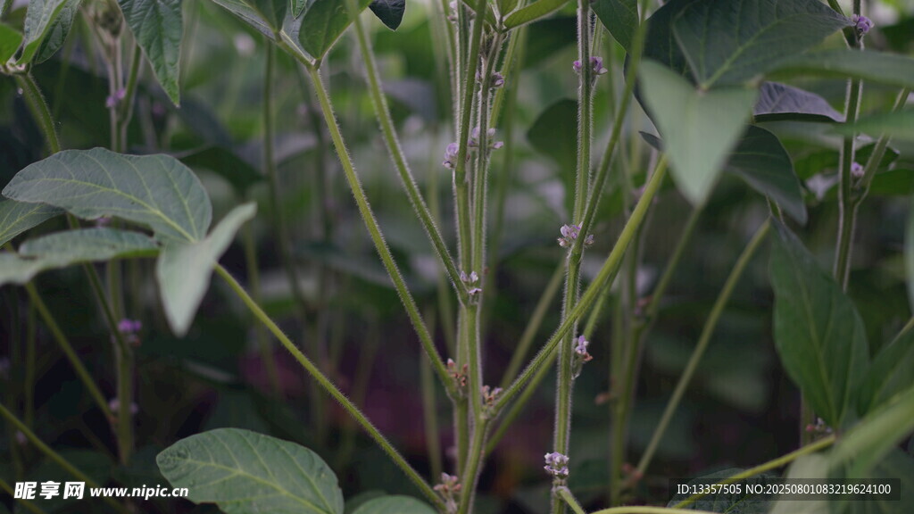 绿叶植物特写