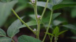 植物茎部特写