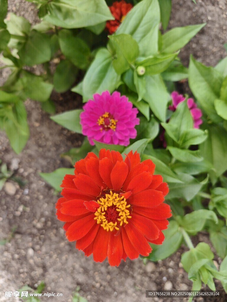 鲜艳多彩的庭院花卉